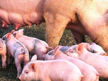 China usa IA para gerenciar maior criação de porcos do mundo