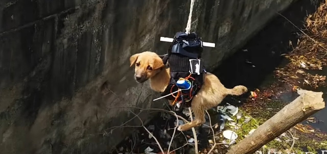 Drone modificado resgata cachorrinho na Índia