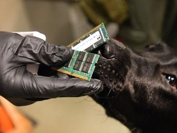 Polícia dos EUA usa cães para farejar pendrives e outros eletrônicos