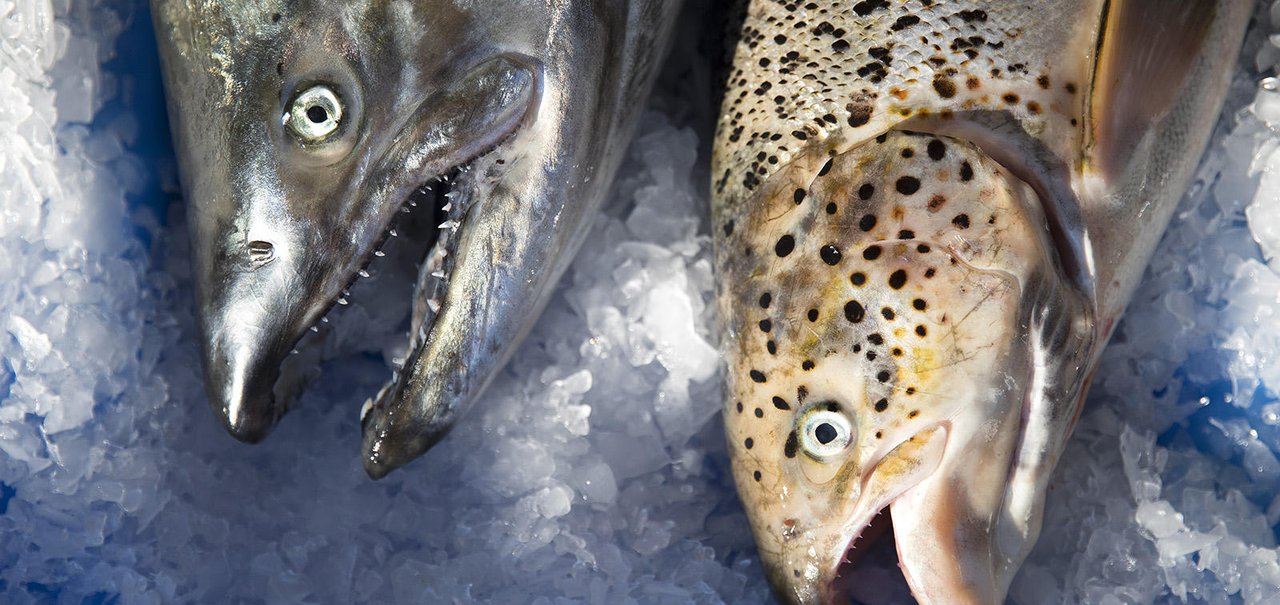 Sistema que identifica o rosto de peixes pode salvar indústria da pesca