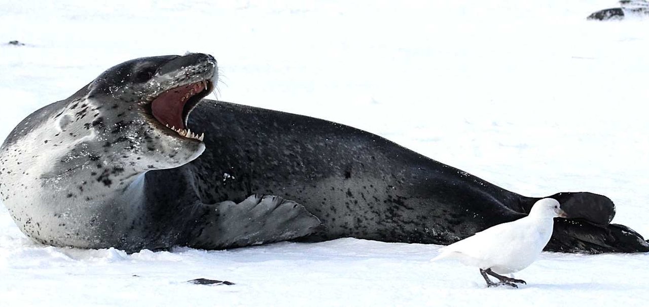 Instituto busca dono de pendrive achado nas fezes de uma foca-leopardo