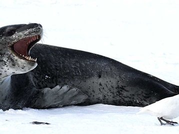 Instituto busca dono de pendrive achado nas fezes de uma foca-leopardo