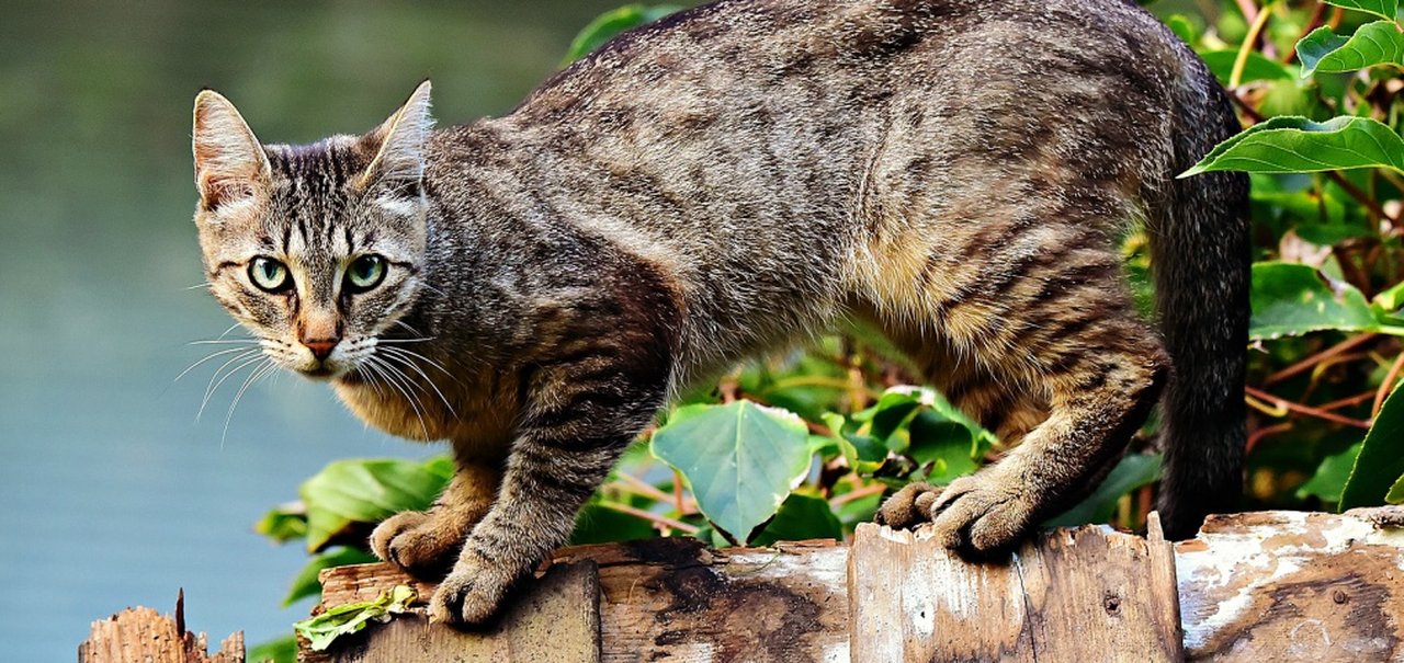 Baidu desenvolve abrigo inteligente para proteger gatos de rua do frio