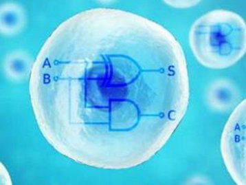 Pesquisadores constroem bioprocessador dual-core em célula humana