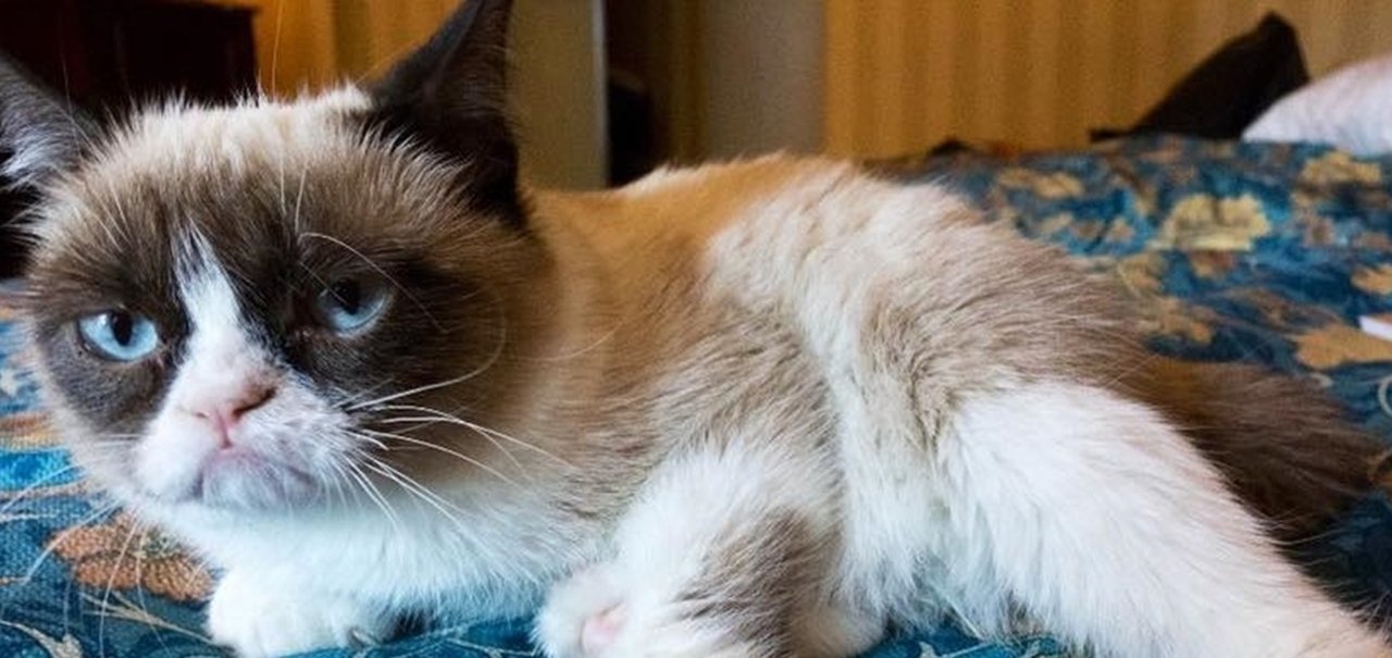 Morre Grumpy Cat, a gata mais ‘rabugenta’ da internet