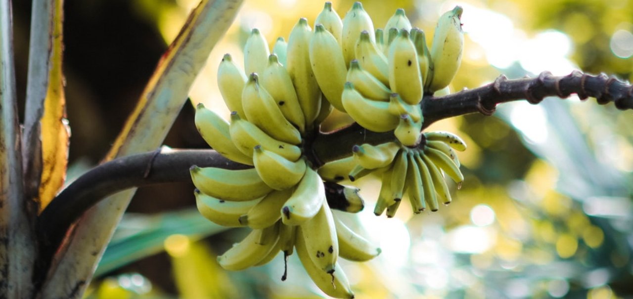 Bananapocalipse: fungo que pode dizimar plantações chegou à América Latina