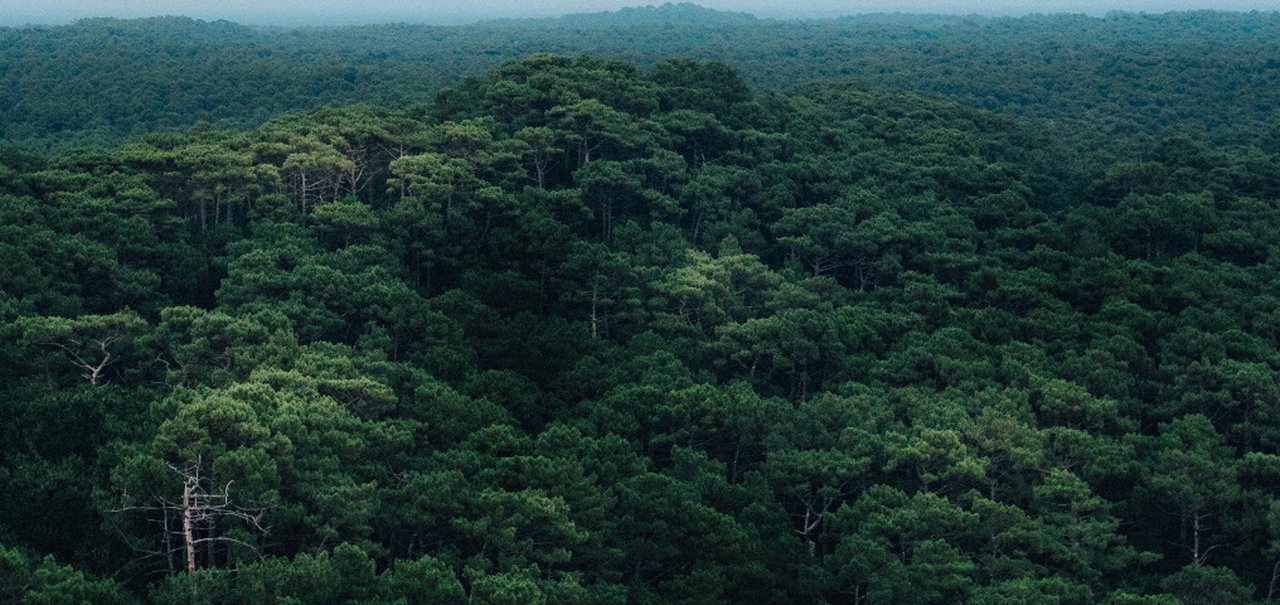 Como a exploração da Floresta Amazônia pode ajudar a protegê-la?