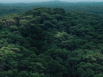 Como a exploração da Floresta Amazônia pode ajudar a protegê-la?