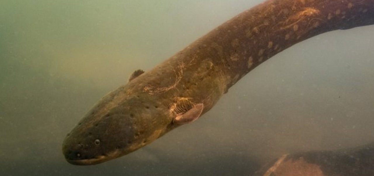 Peixe descoberto na Amazônia produz descarga de 860 volts