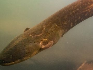Peixe descoberto na Amazônia produz descarga de 860 volts
