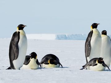 Pinguins podem ajudar a prever efeitos das mudanças climáticas
