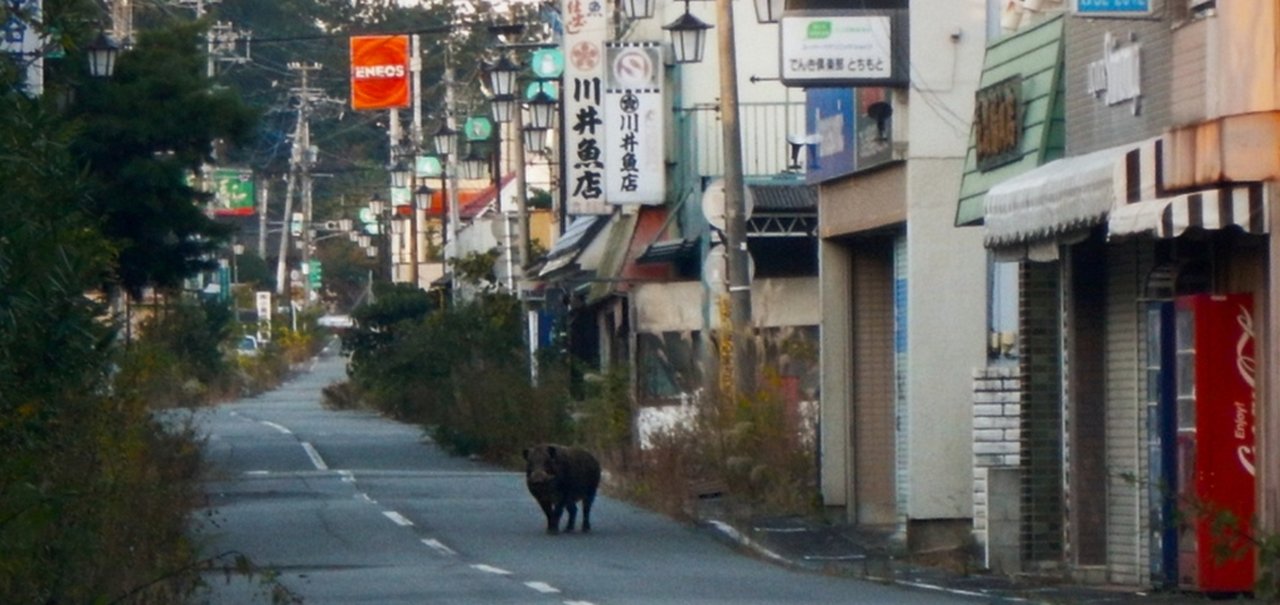 Fukushima: vida selvagem floresce na zona de exclusão da usina nuclear