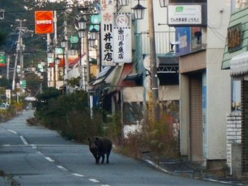 Fukushima: vida selvagem floresce na zona de exclusão da usina nuclear