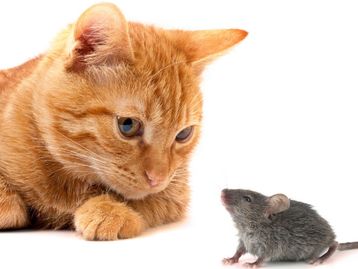 Como parasita converte ratos em “Cavalos de Troia” para infectar gatos