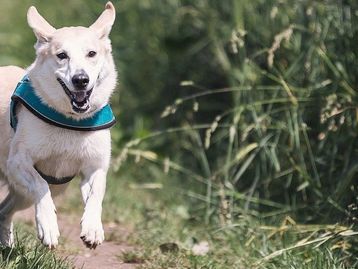 Seu pet vai querer: ótimos acessórios para cães e gatos no AliExpress