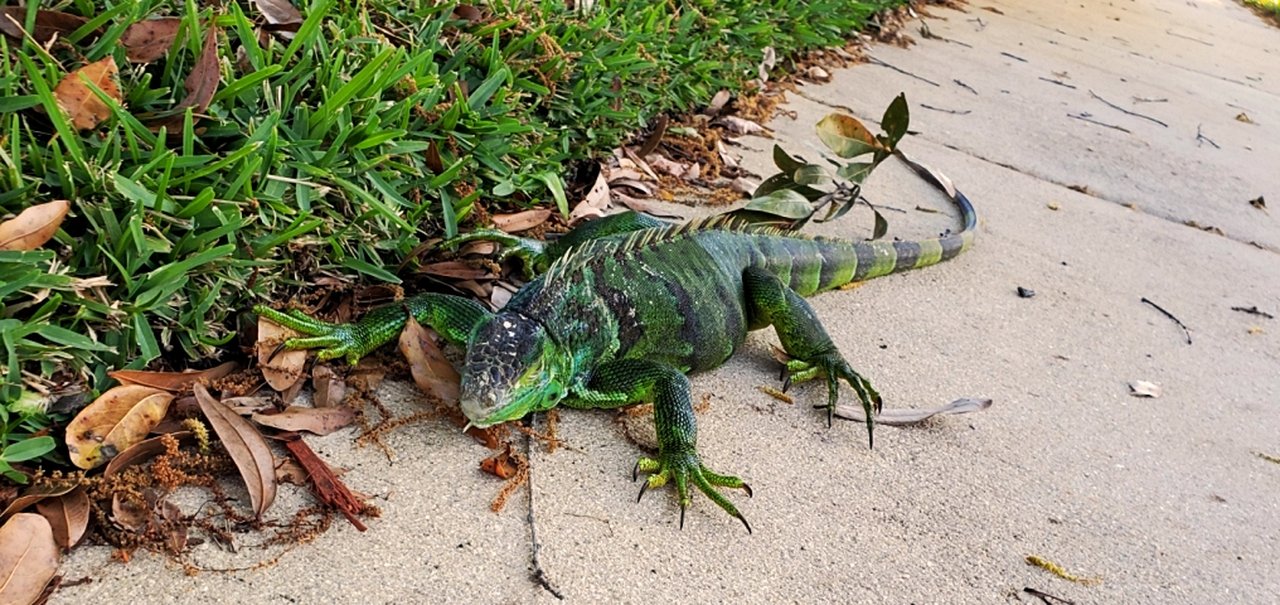 Iguanas congeladas estão “caindo do céu” na Flórida