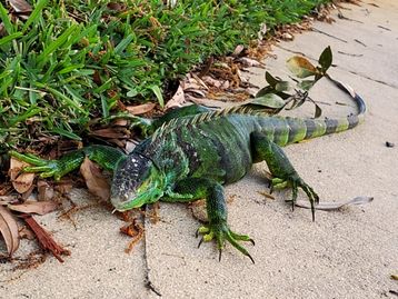 Iguanas congeladas estão “caindo do céu” na Flórida
