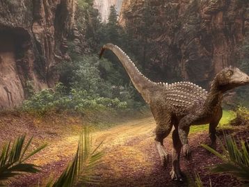 Tartaruga que viveu entre dinossauros tem fóssil encontrado em SP