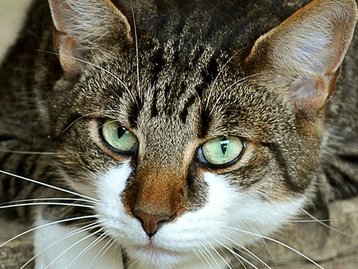 Gatos ficam sem comida após falha em alimentadores inteligentes