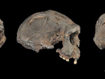 Ancestrais humanos se relacionaram com espécie desconhecida