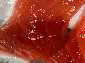 Vermes do sushi aumentaram 283 vezes desde os anos 1980