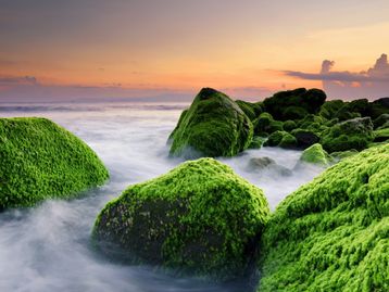 Descoberta alga que pode ter dado origem às plantas terrestres