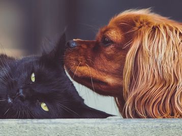Pet shop online para você cuidar do seu animal