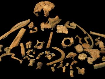 Linha evolutiva humana acaba de ficar mais “emaranhada”
