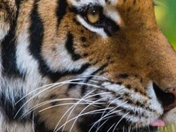Zoo de Nova York tem tigre infectado com a covid-19