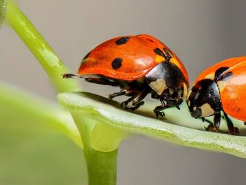 Cientistas alertam para consequências da extinção dos insetos