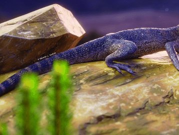 Lagarto pré-histórico do Brasil ganha nome em homenagem a Senhor dos Anéis
