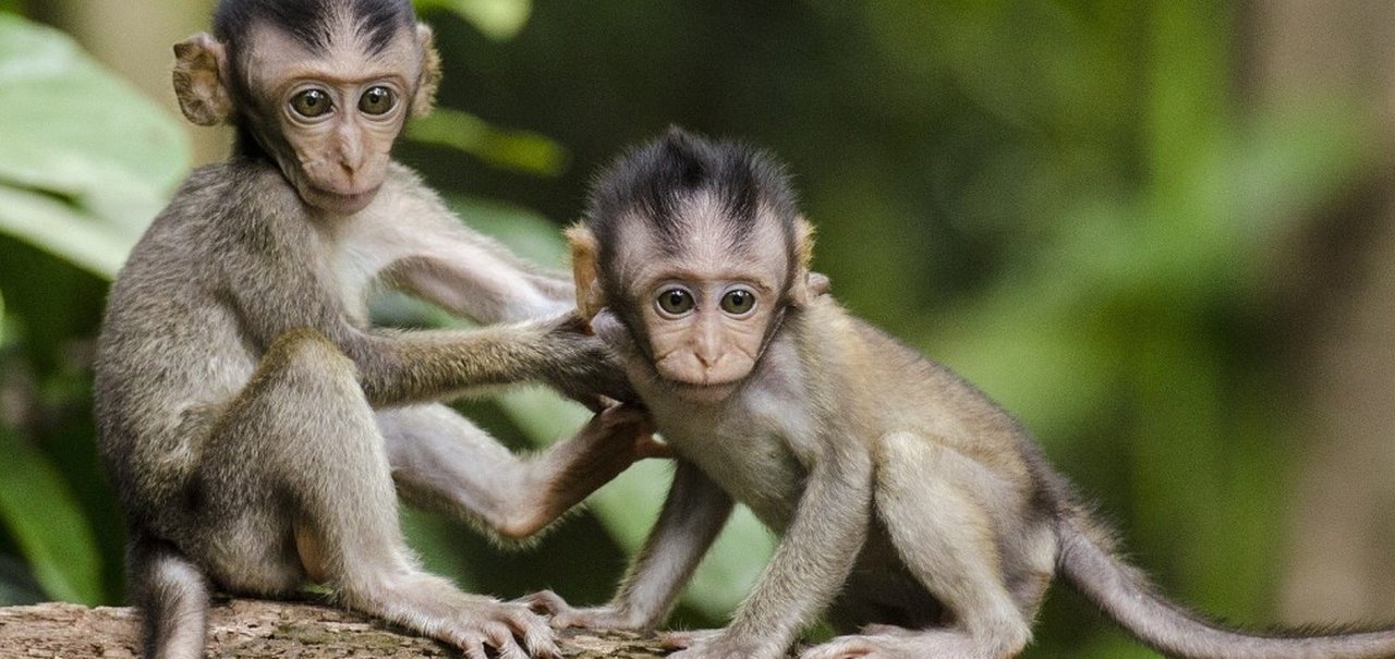 Descoberto fóssil que muda a história dos macacos nas Américas