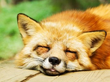 Firefox 76 traz gerenciador de senhas inteligente e PiP aprimorado