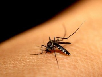 Instituto Butantan fará vacina para chikungunya com empresa europeia