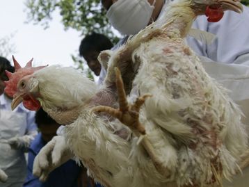 China encontra coronavírus em frango importado do Brasil