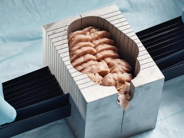 Cientistas reativam células cerebrais de porcos mortos