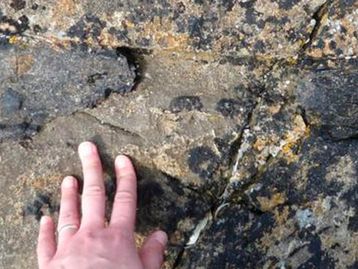 Cientista 'tropeça' em osso e descobre fóssil de dinossauro