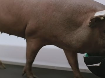 PETA critica Elon Musk por usar porcos em testes do Neuralink