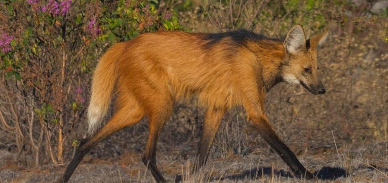 Conheça o lobo-guará, animal que estampa a nota de 200 reais