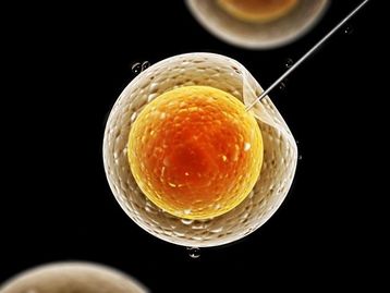Quando teremos embriões humanos com genes editados?