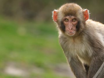 Macaco rouba celular e aproveita para tirar selfies 