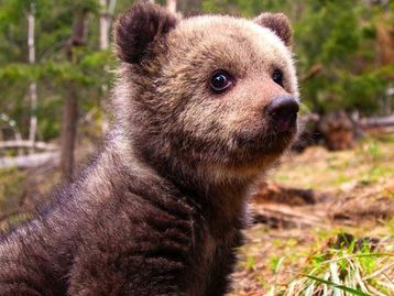 Bearflix: serviço de streaming mostra o dia a dia de filhotes de ursos