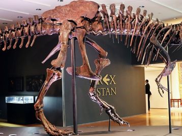 Fóssil de T-Rex é vendido por US$ 31,8 milhões em leilão