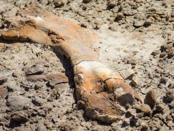 Esqueleto de dinossauro raro é encontrado por garoto de 12 anos
