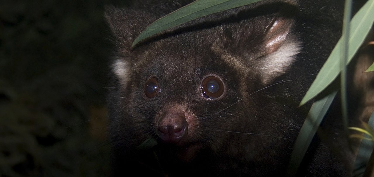 Cientistas australianos descobrem dois novos mamíferos