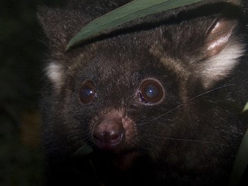 Cientistas australianos descobrem dois novos mamíferos