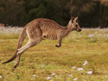 Google 3D agora tem animais australianos como coala e canguru 