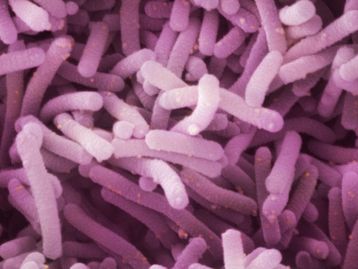 Bactérias do iogurte ajudam a curar fraturas mais rapidamente
