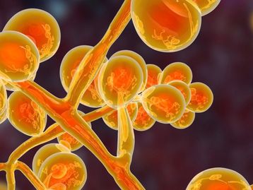 Superfungo Candida auris não é ameaça como covid-19, diz especialista
