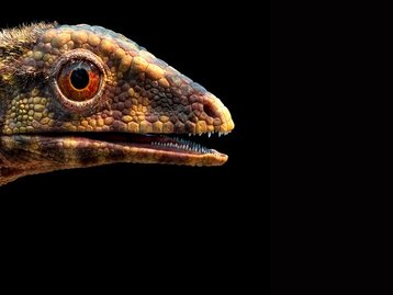 Elo perdido explica surgimento dos primeiros dinossauros voadores